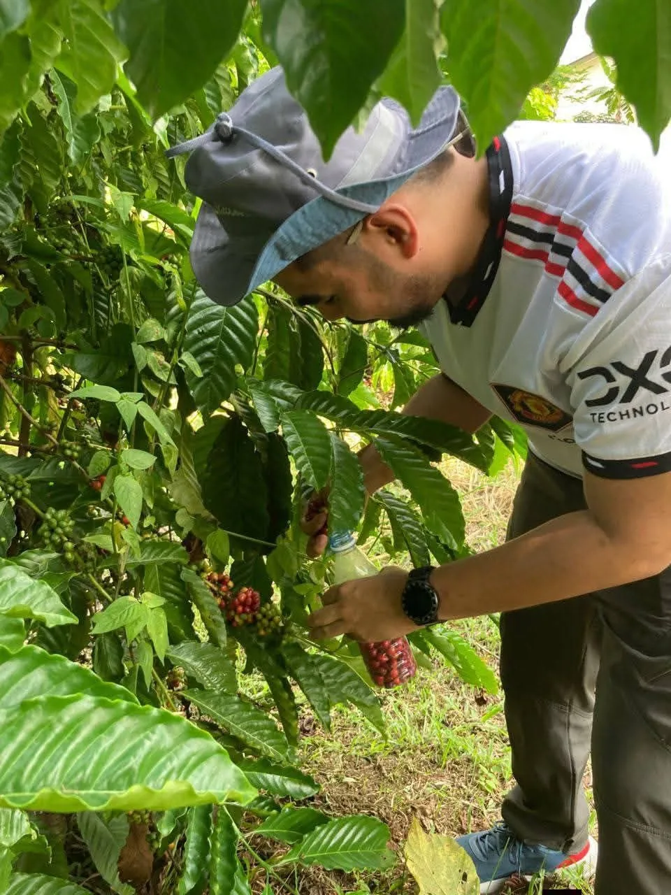 Coffee cherries being harvested at a Malaysian coffee farm