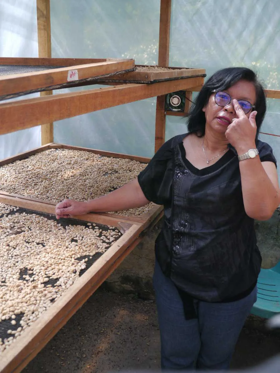 Coffee beans drying on raised trays
