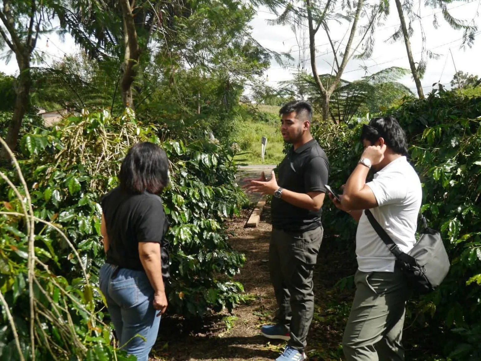 Coffee farm experience